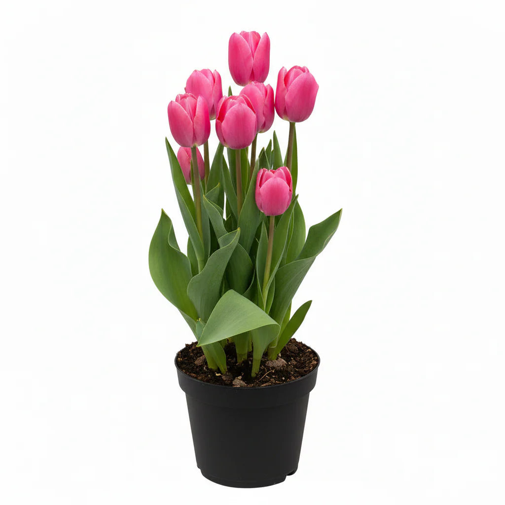 Spring Bulbs Assorted 6"