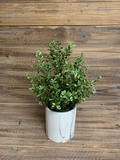 Boxwood Potted Bush 14"