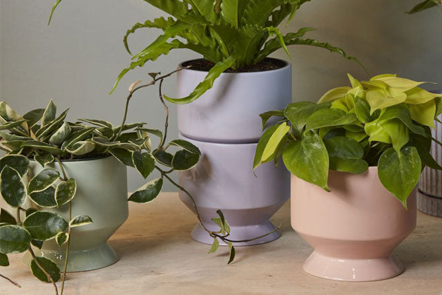 Pasadena Pot