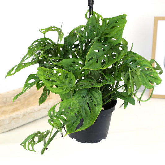 Monstera Swiss Cheese