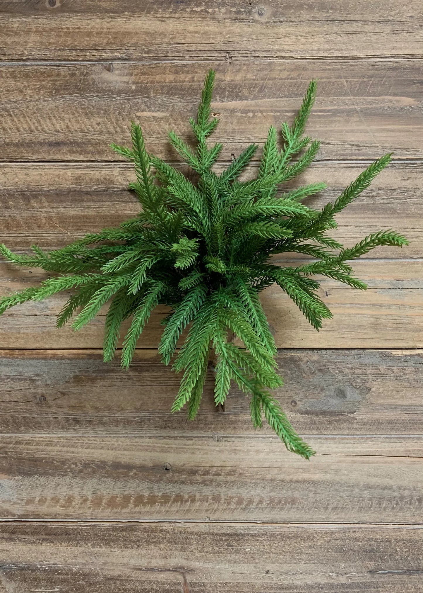 Fresh Touch Norfolk Pine Pick