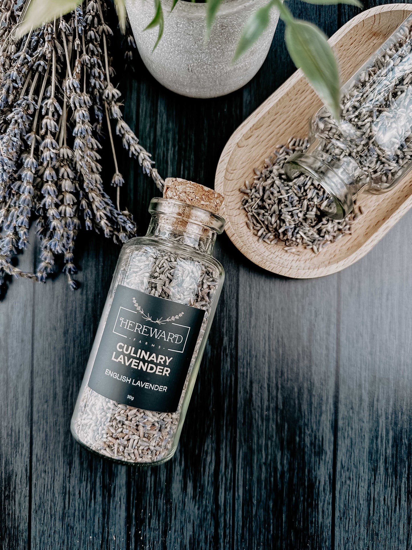 Culinary Herbs | English Lavender