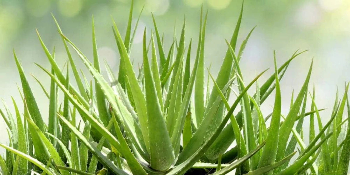 Aloe Vera