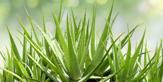Aloe Vera