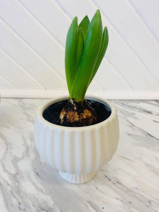Spring Bloom Mini Arrangement