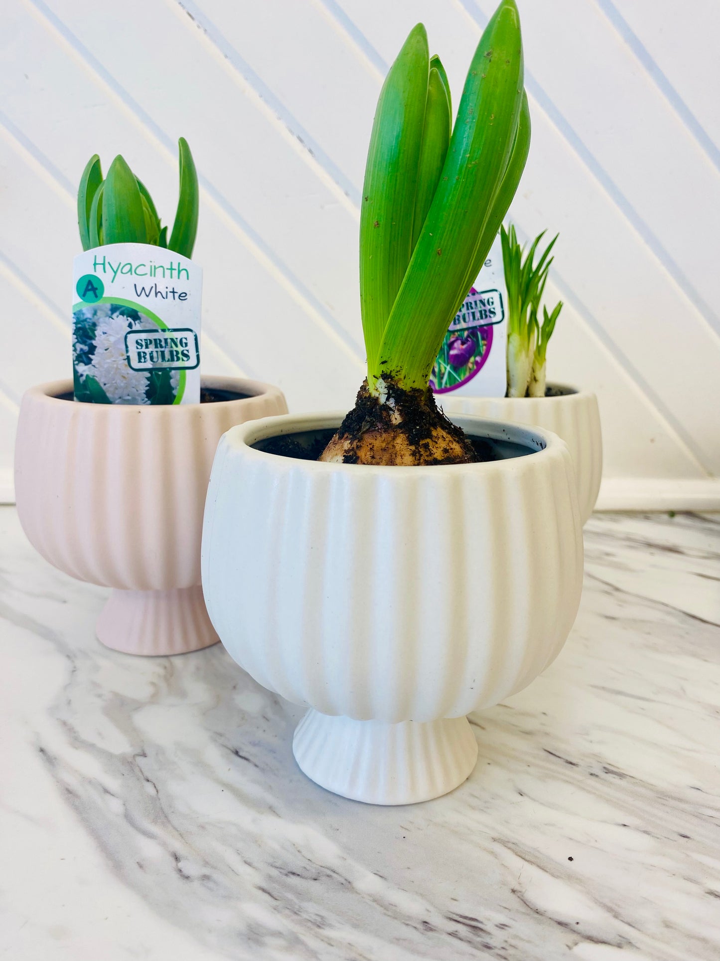 Spring Bloom Mini Arrangement