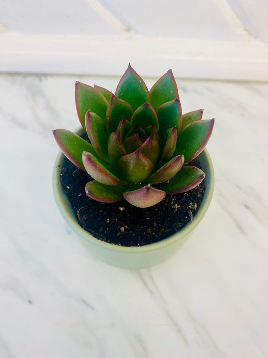 Mini Succulent Planter