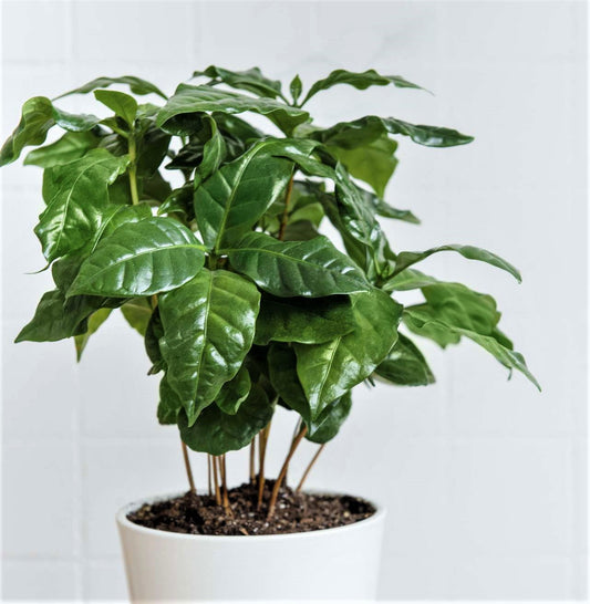 Coffee Plant - Arabica