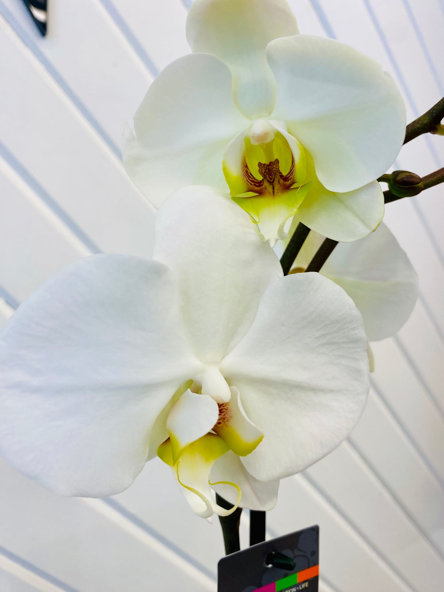 White Orchid | In Ceramic