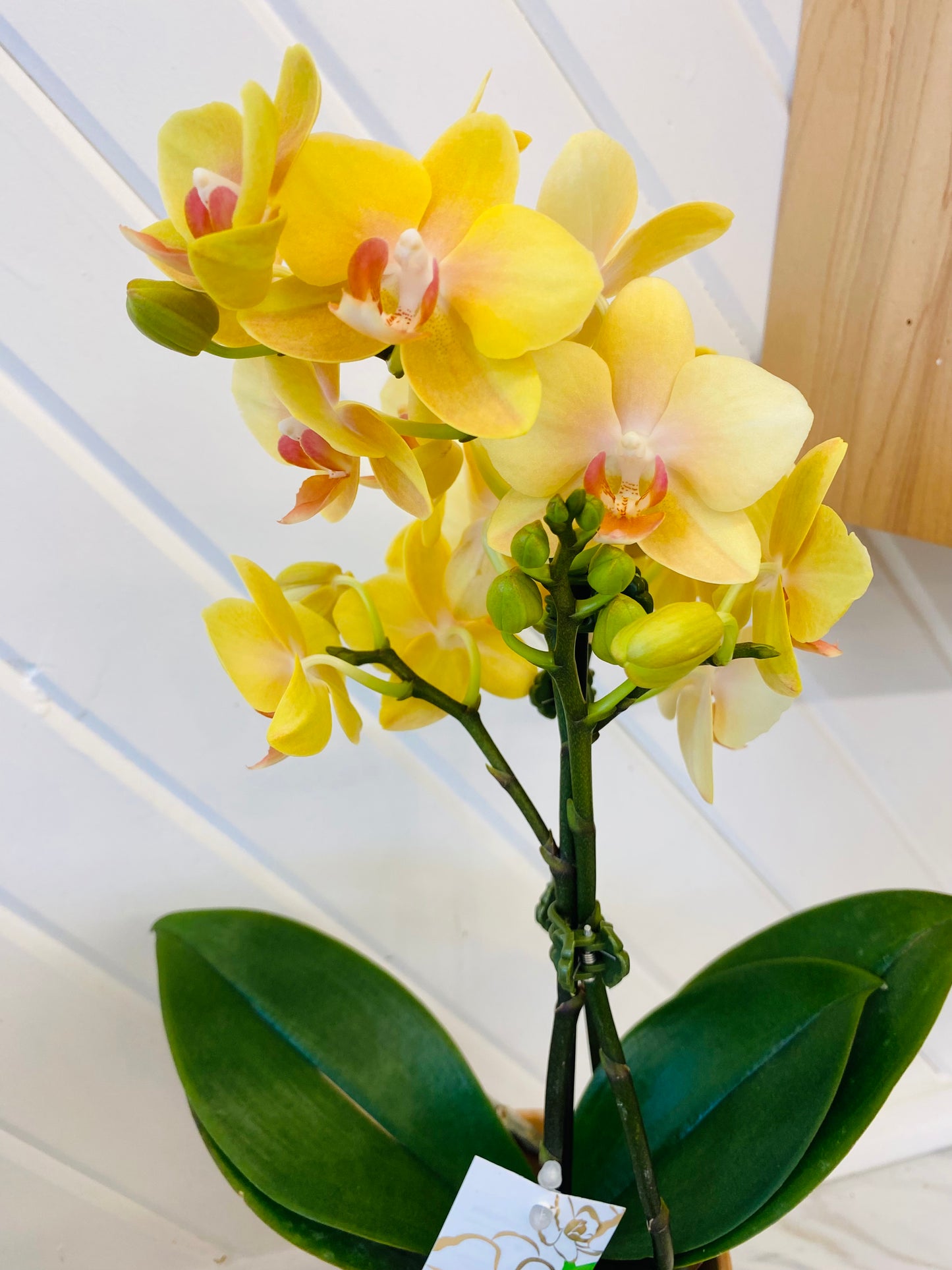 4" Phalaenopsis Orchid