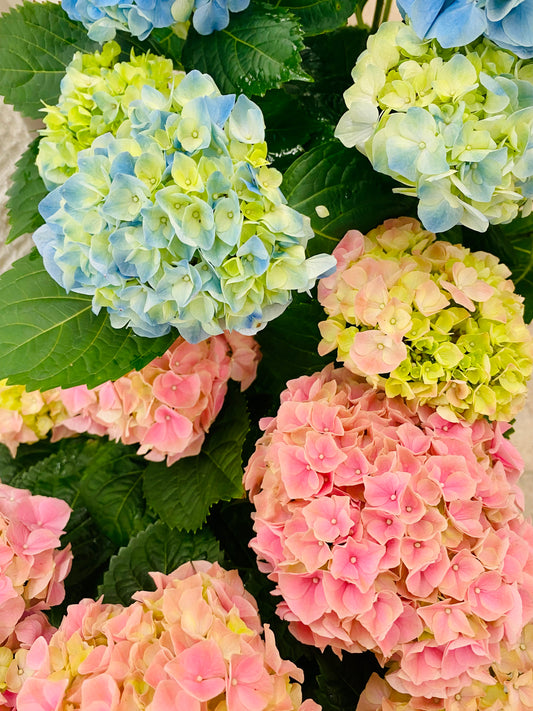 Hydrangea 6"