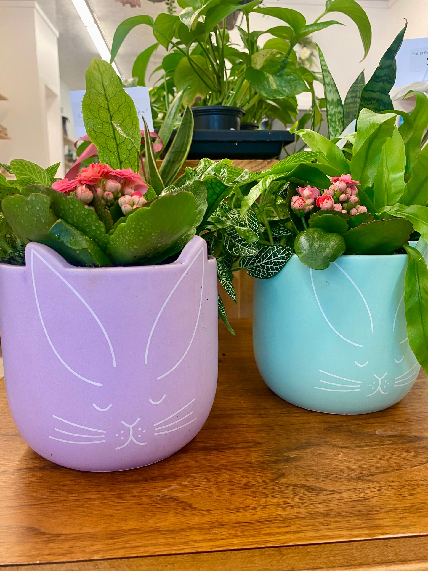 Easter Plant Arrangement