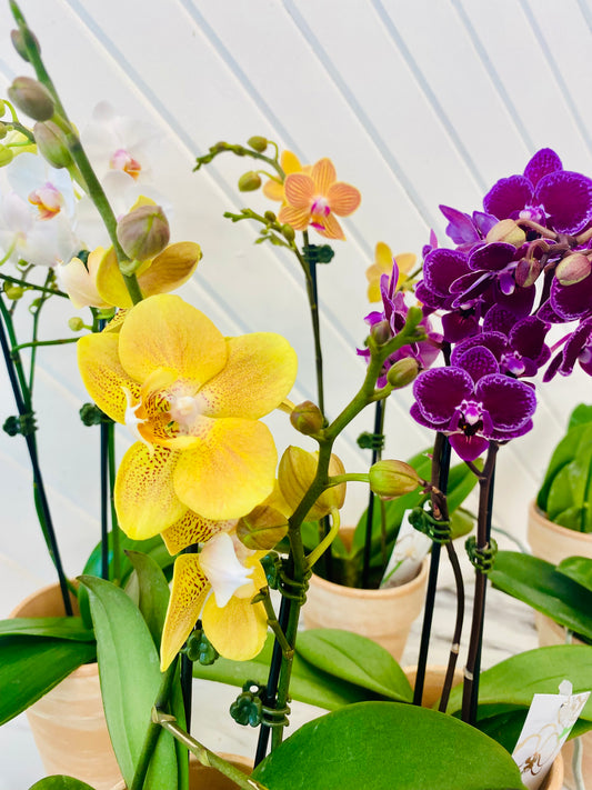 4" Phalaenopsis Orchid