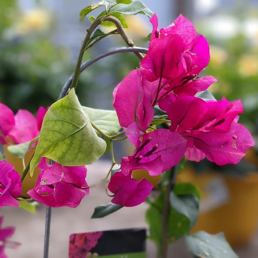 Bougainvillea with Trellis
