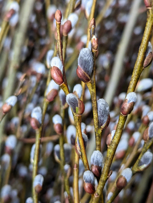 Cut Pussy Willow Branch