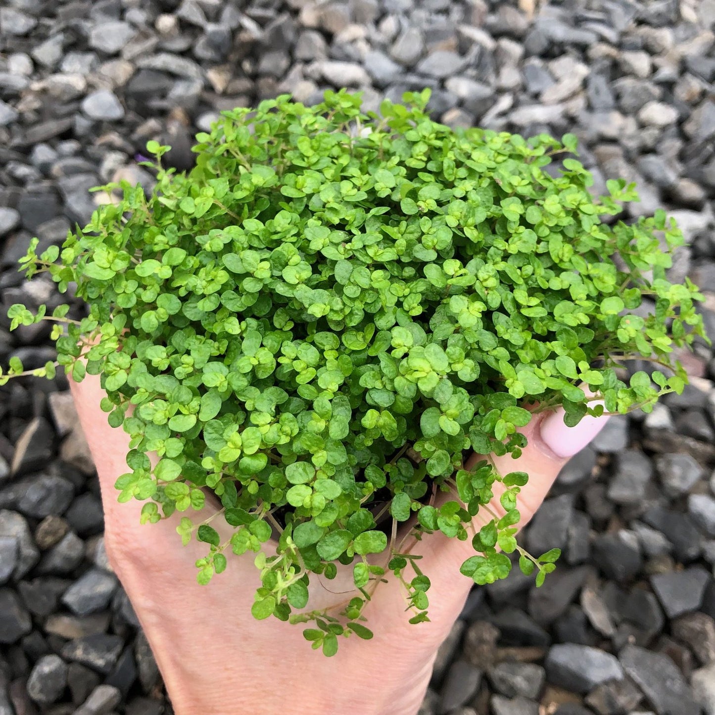 Baby Tears Plant