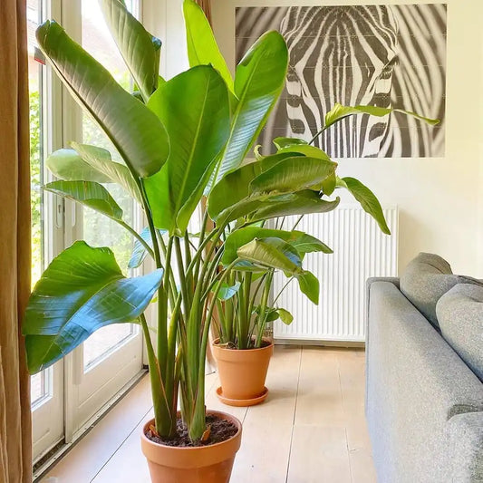 White Bird of Paradise 6"
