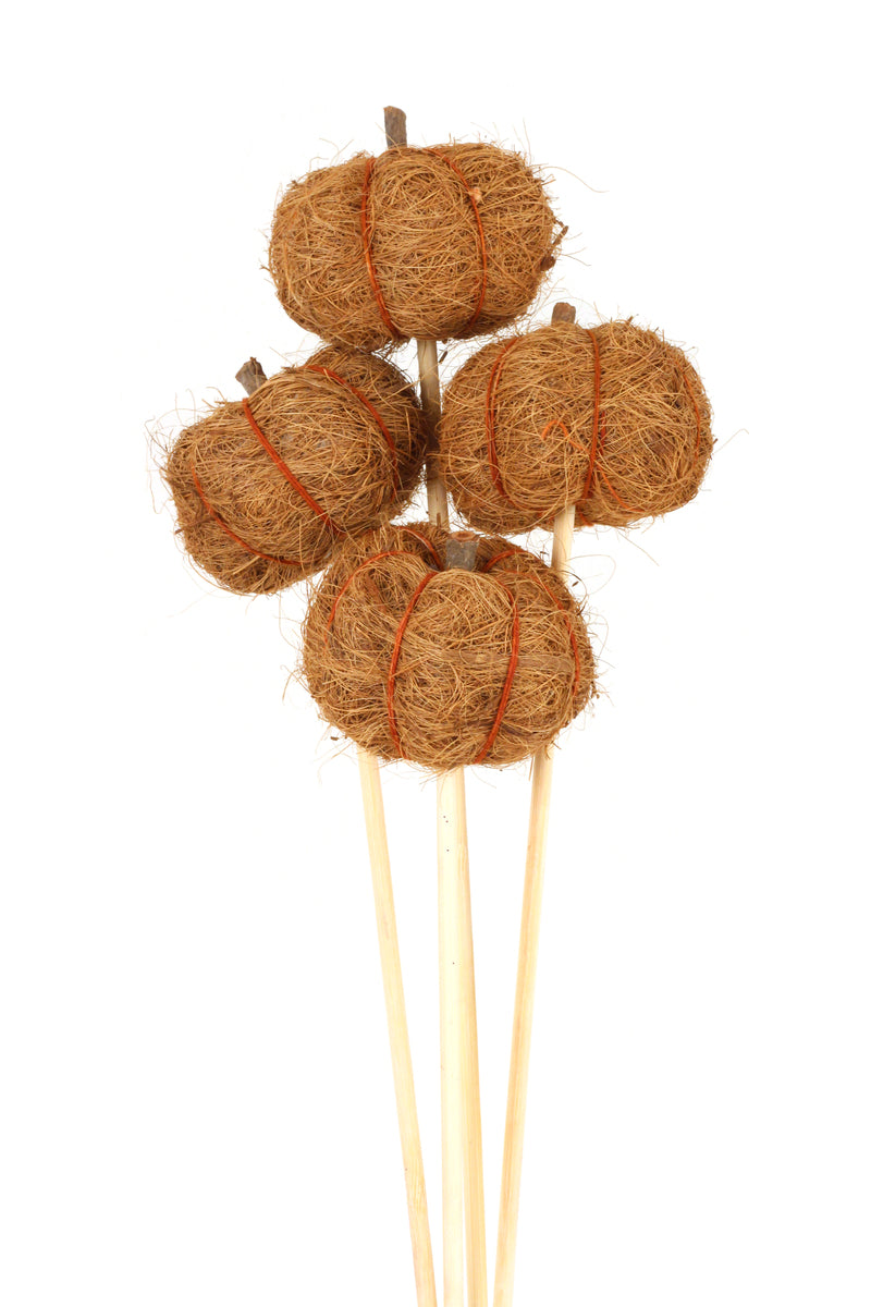 Stemmed Coco Pumpkins