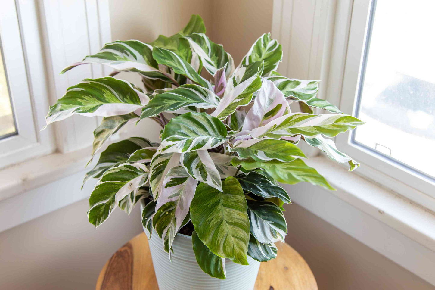 Calathea Stella 6"