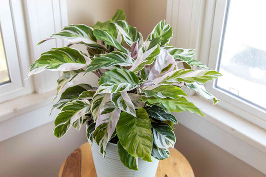 Calathea Stella 6"