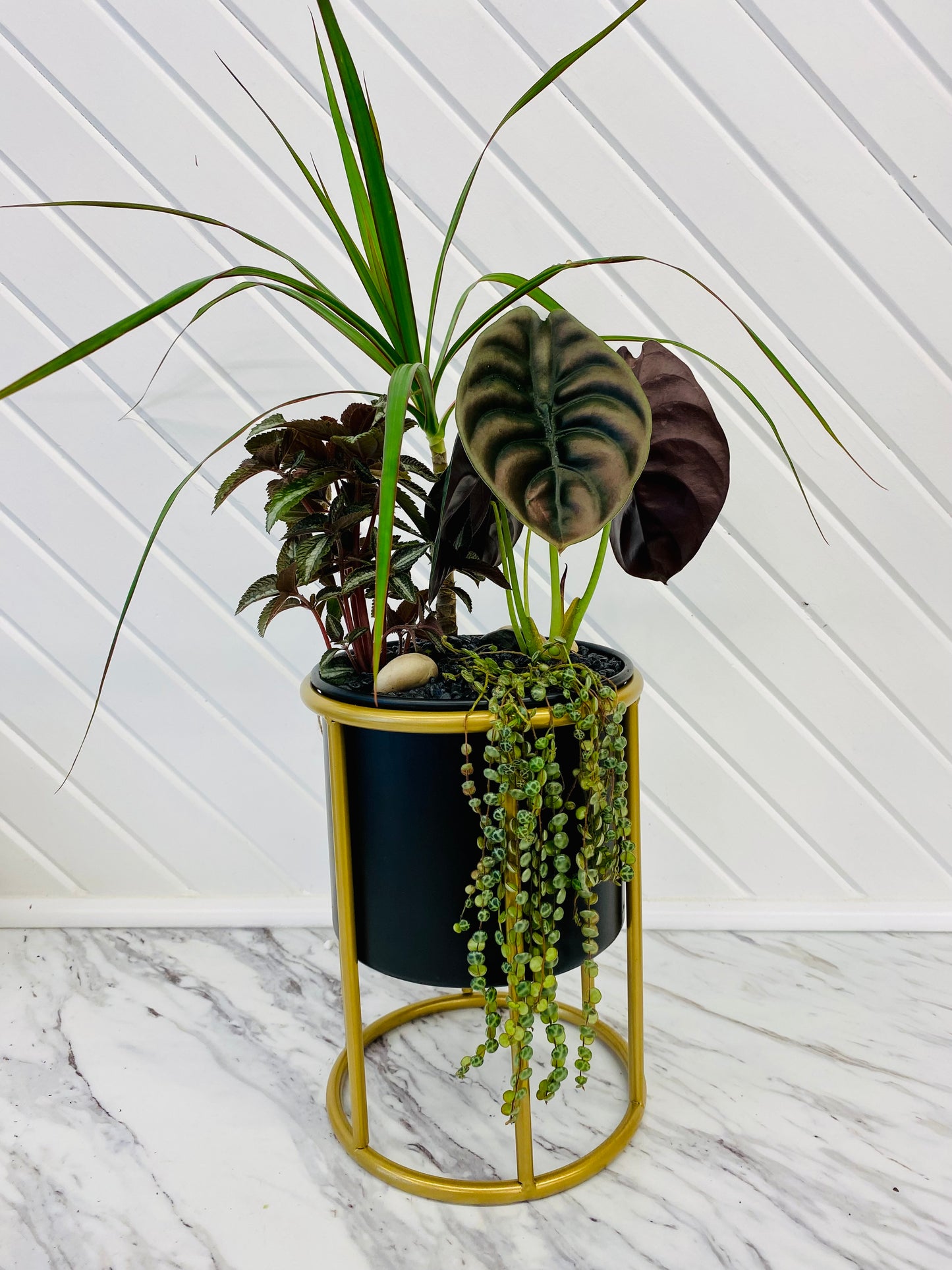 Custom Plant Arrangements