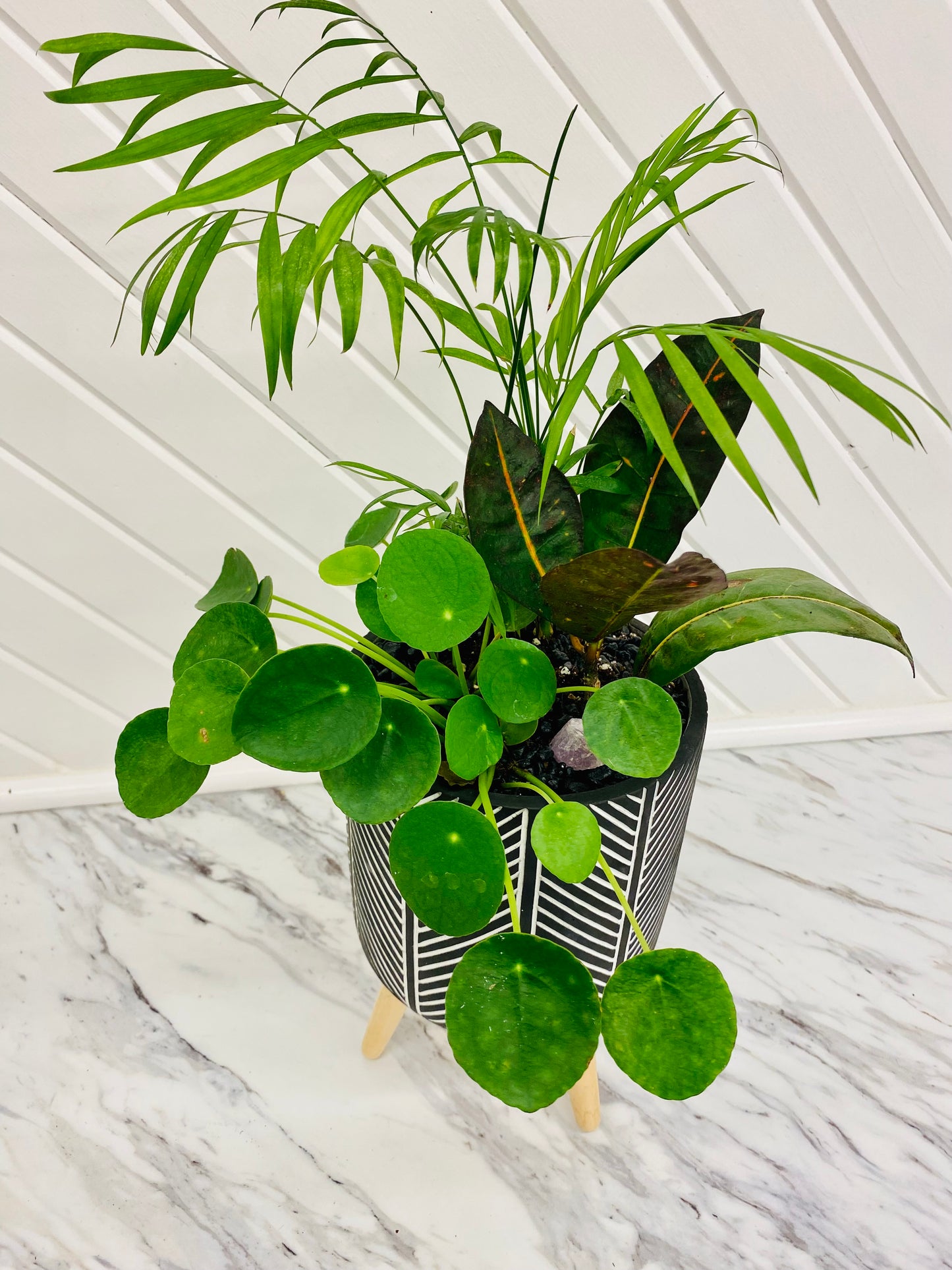 Custom Plant Arrangements