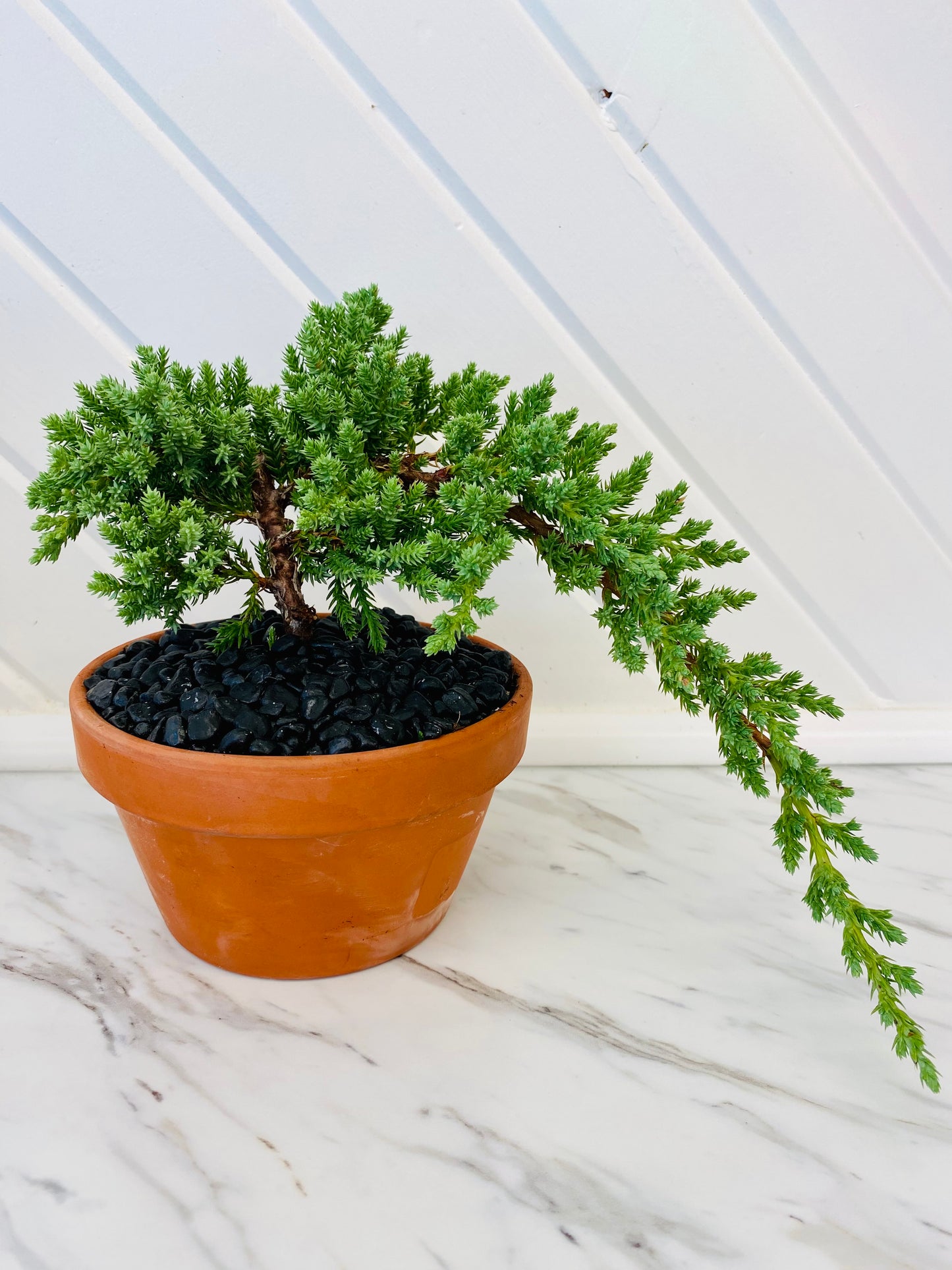 Juniper Bonsai Tree