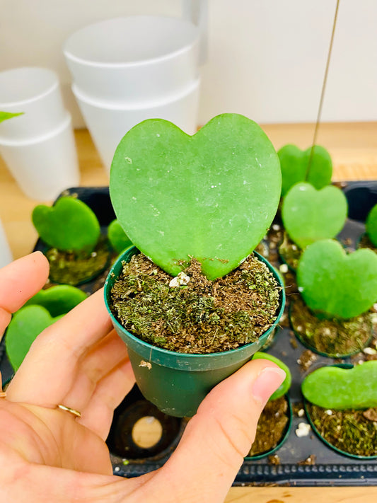 Heart Hoya Succulent in White Ceramic