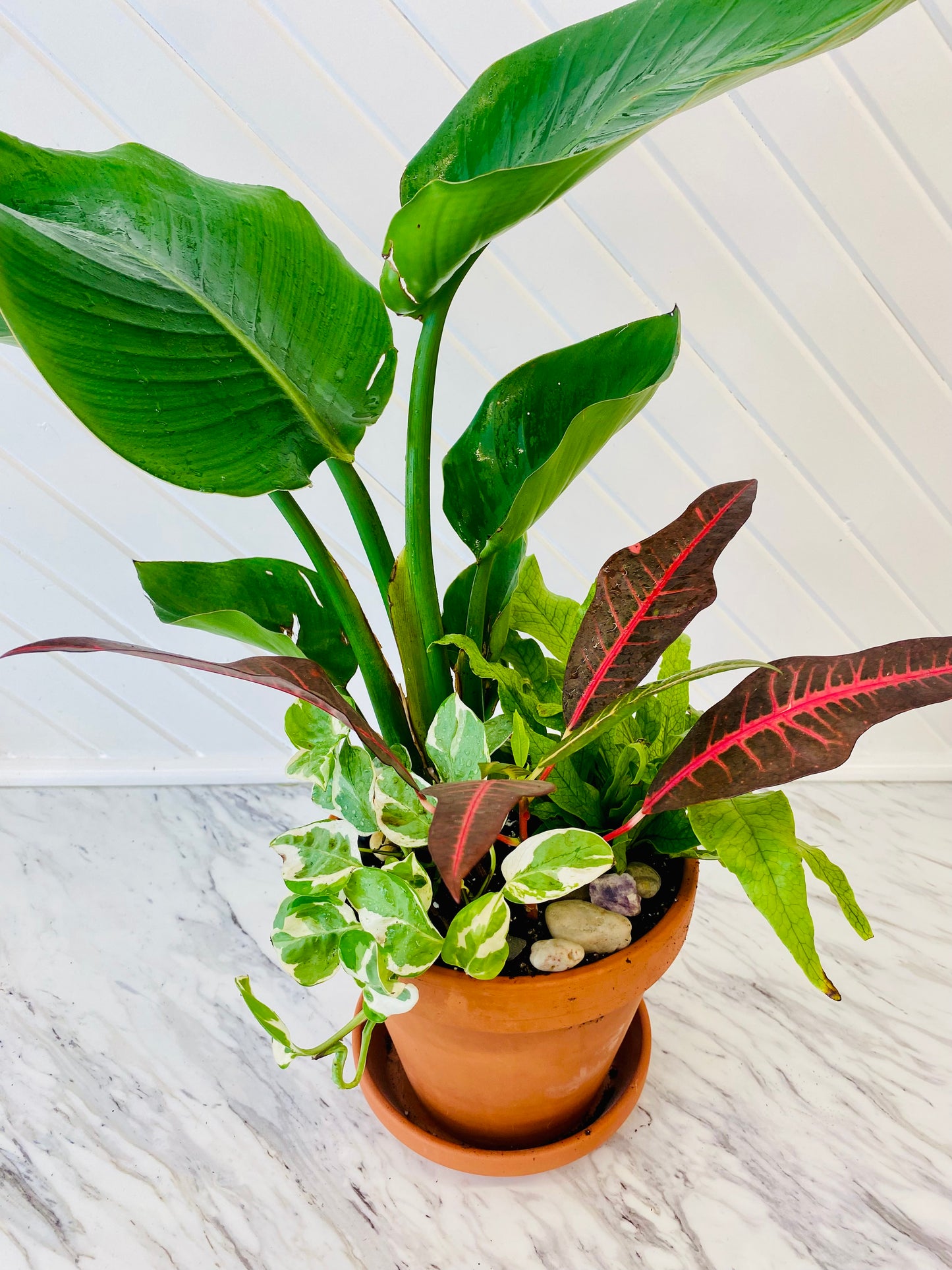 Custom Plant Arrangements