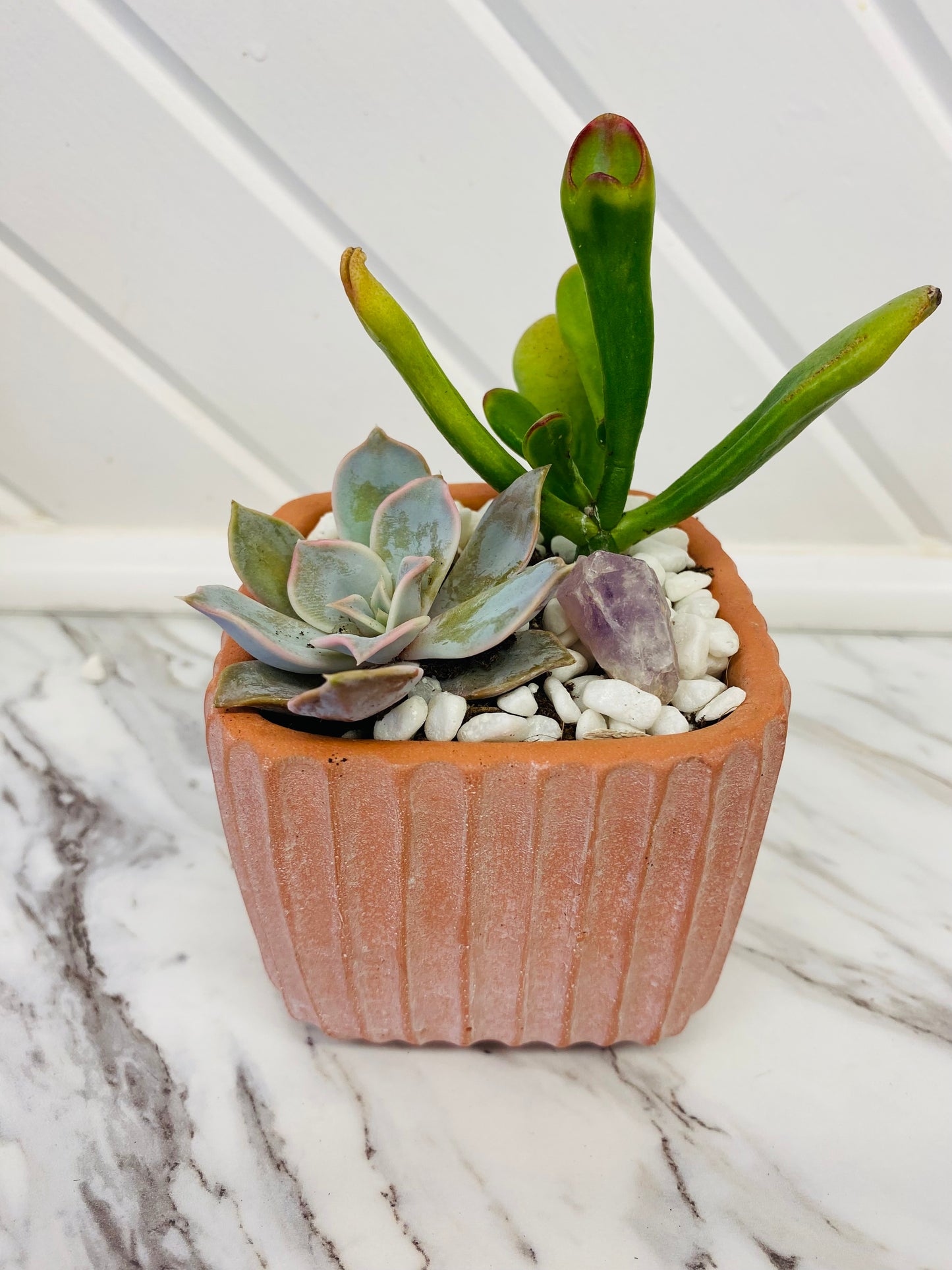 Small Succulent Garden