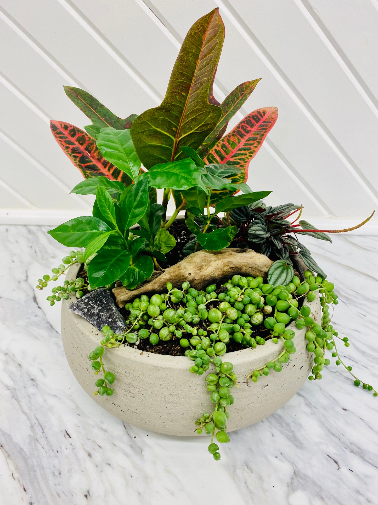Custom Plant Arrangements