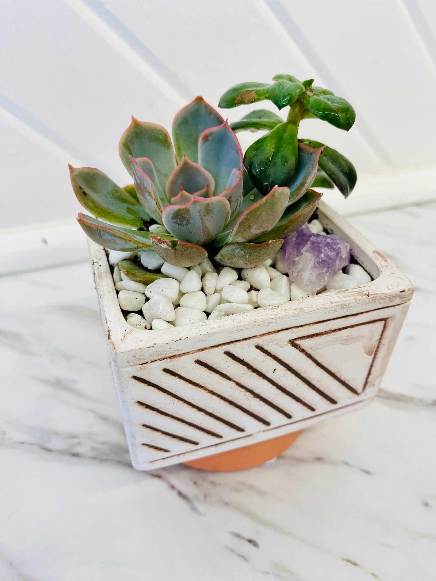 Small Succulent Garden