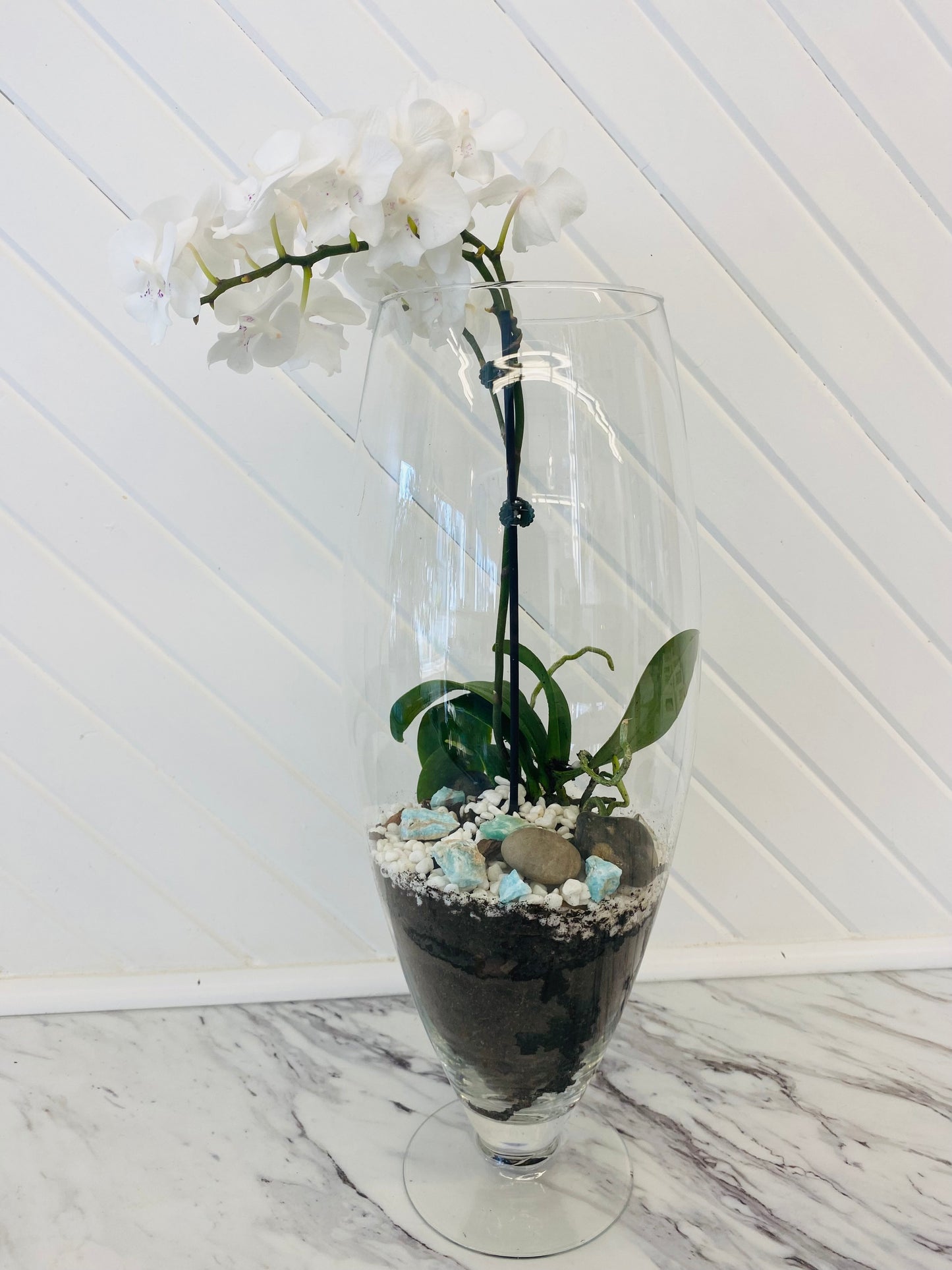 Luxe Orchid Arrangement