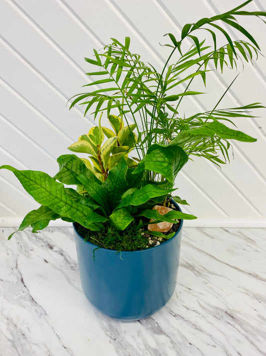 Custom Plant Arrangements