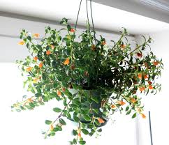 Hypocyrata - Goldfish Plant