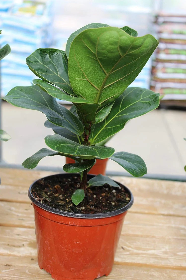 Ficus Lyrata
