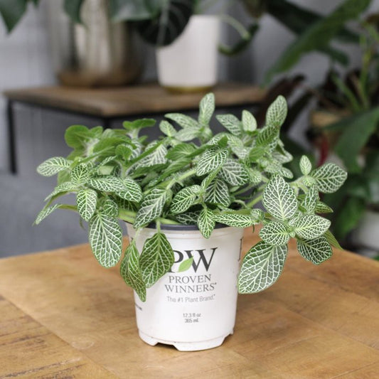 Fittonia | Mosaic Plant