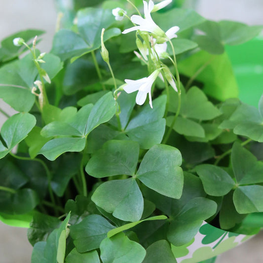 Green Shamrock Plant 6"