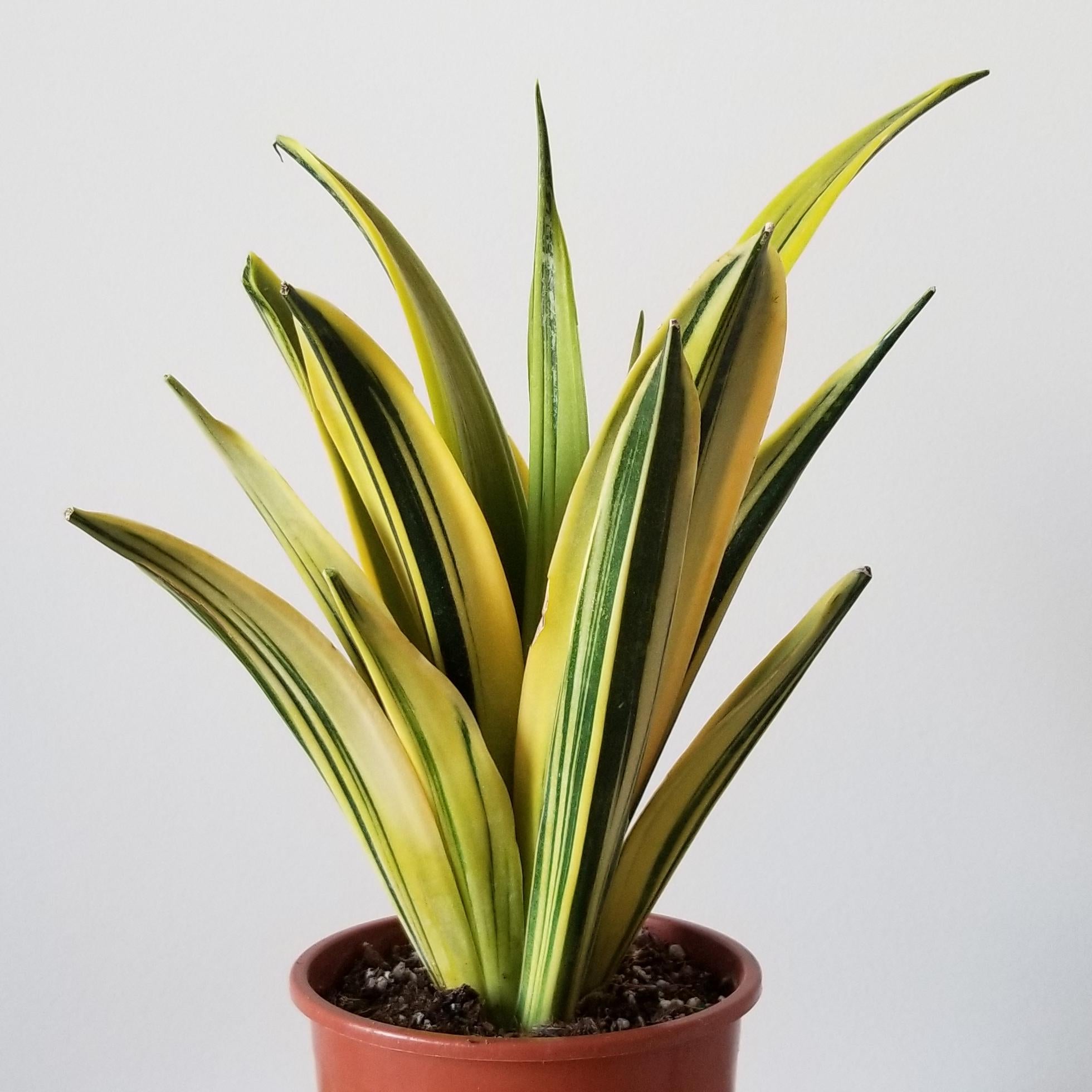 sansevieria gold flame Sansevieria