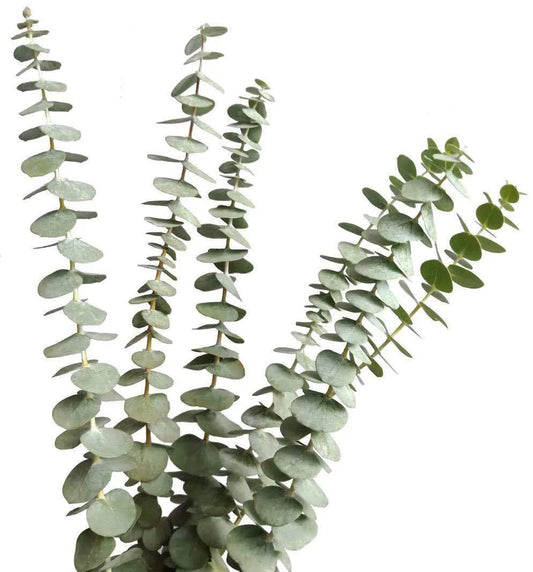 Eucalyptus Bundle
