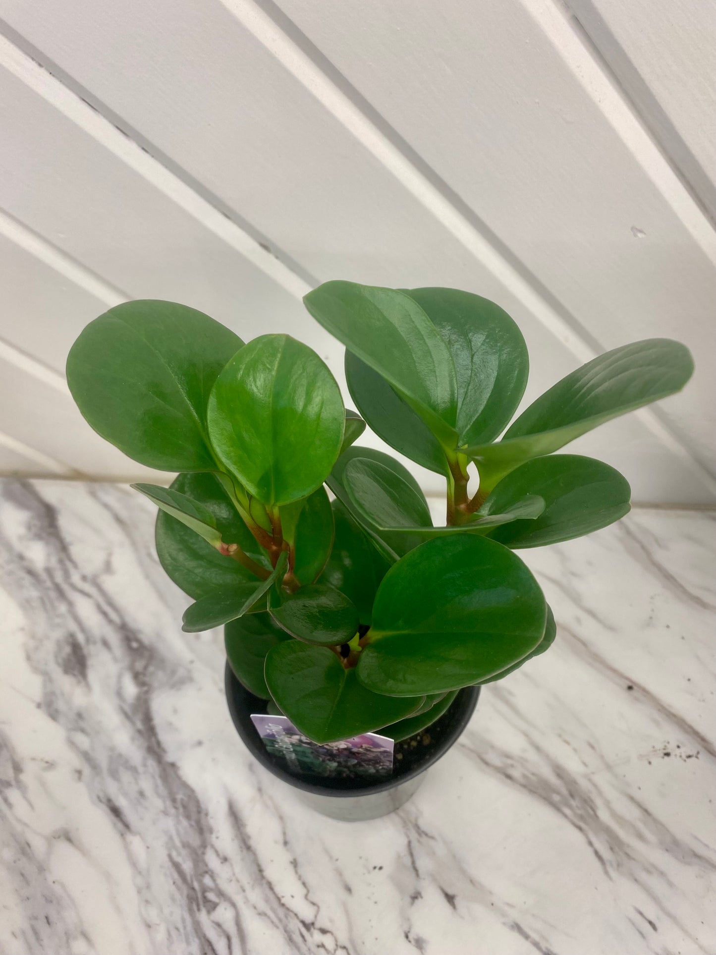 Assorted Tropicals 3.5"