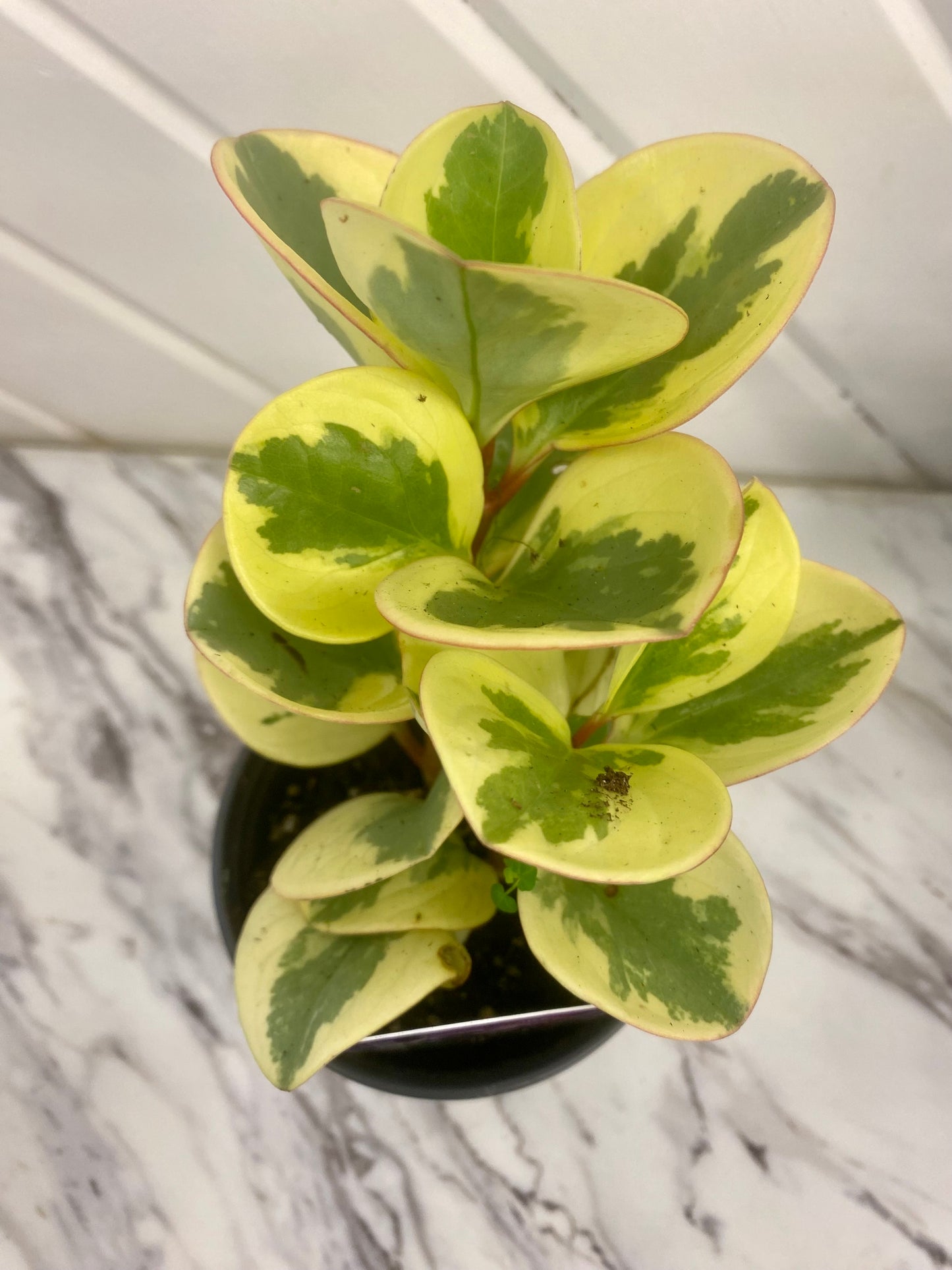 Assorted Peperomia
