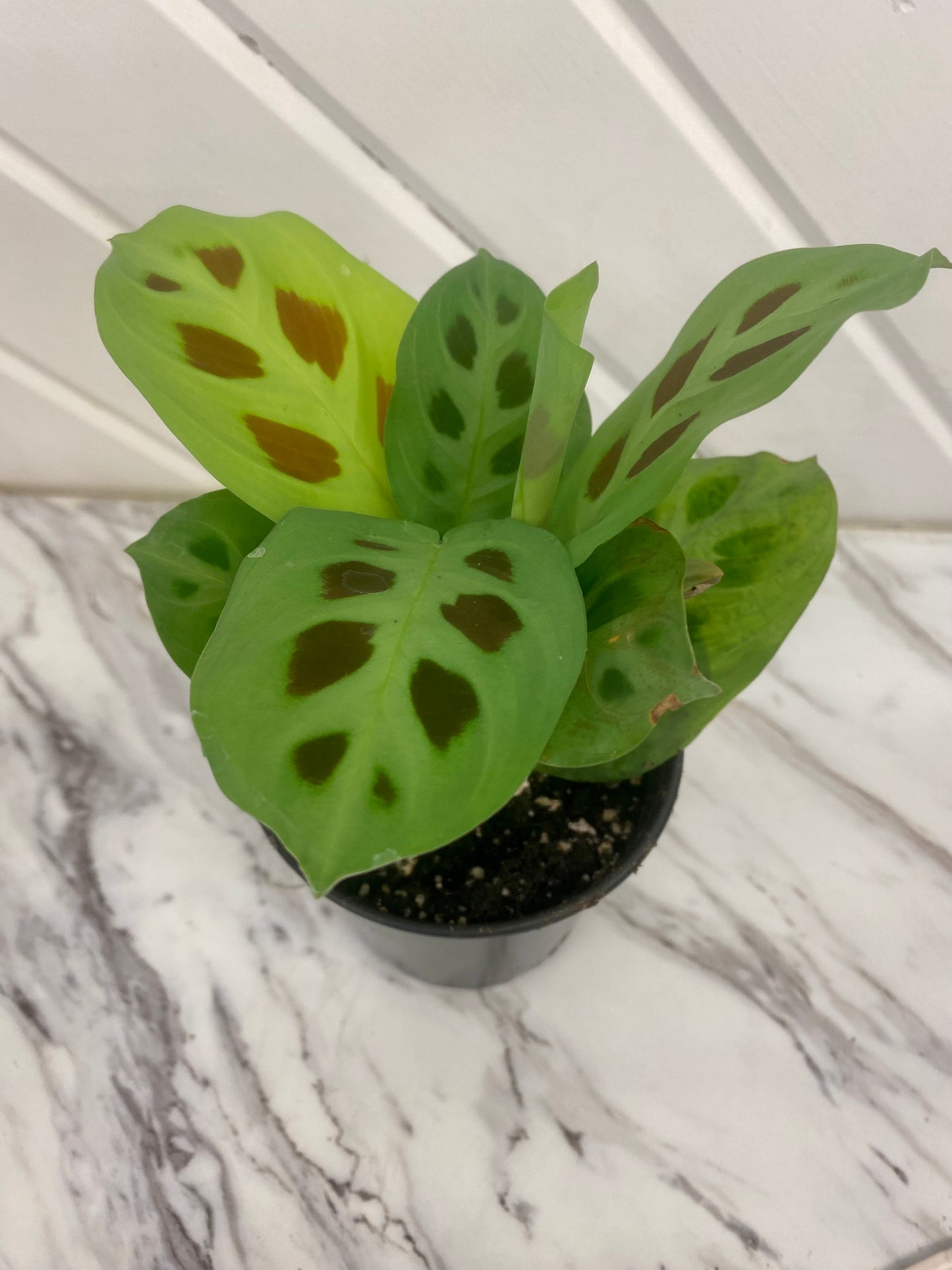 Prayer Plant