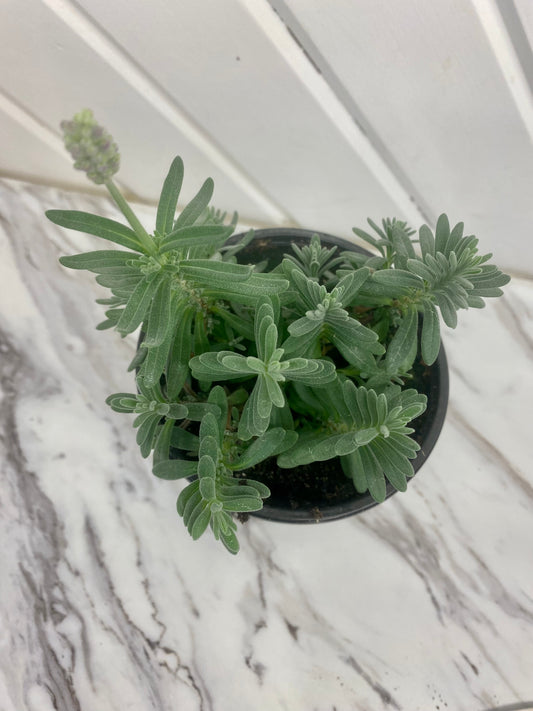 4" Lavender Plant