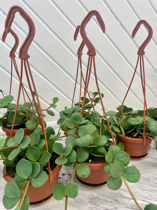 Peperomia Hope Hanging Basket