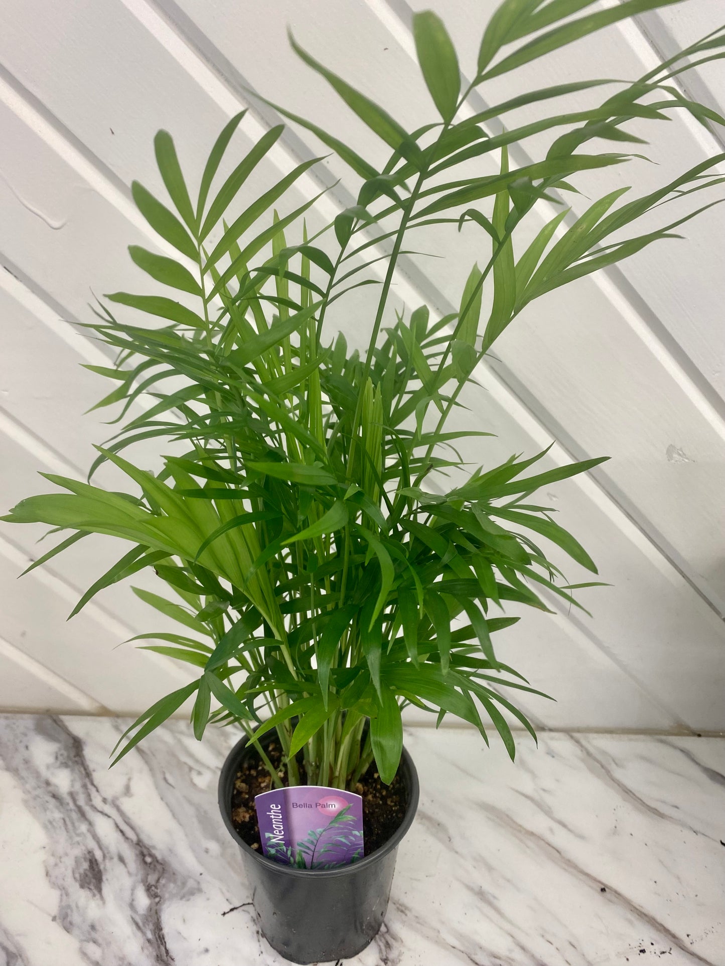 Bella Palm