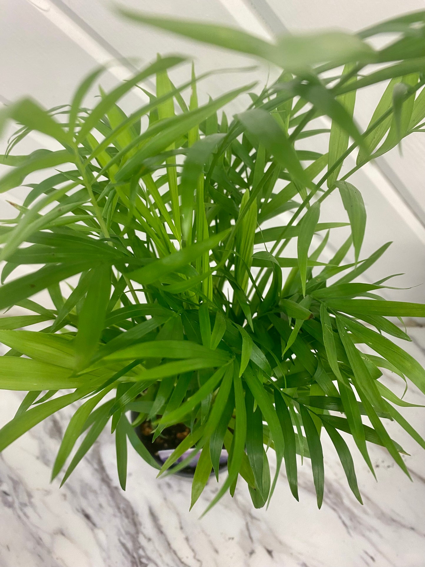 Bella Palm