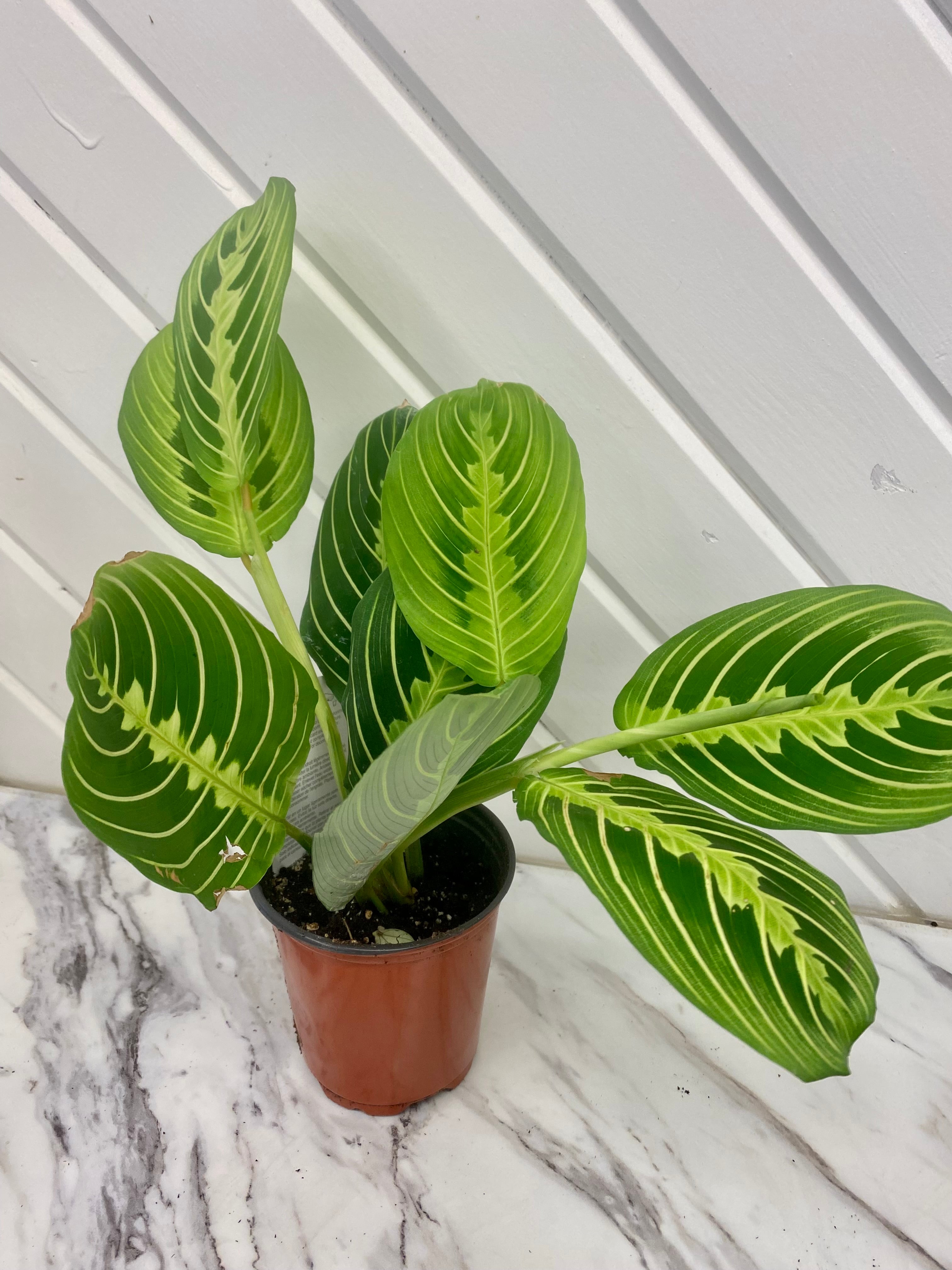 Prayer Plant – Elizabeth Watson