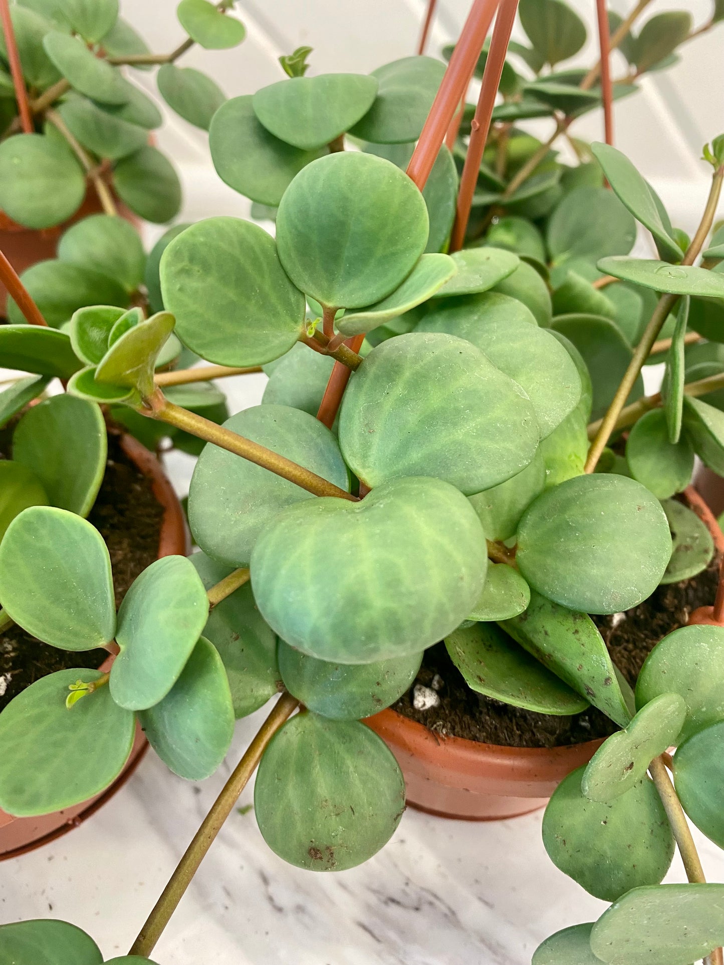 Peperomia Hope Hanging Basket