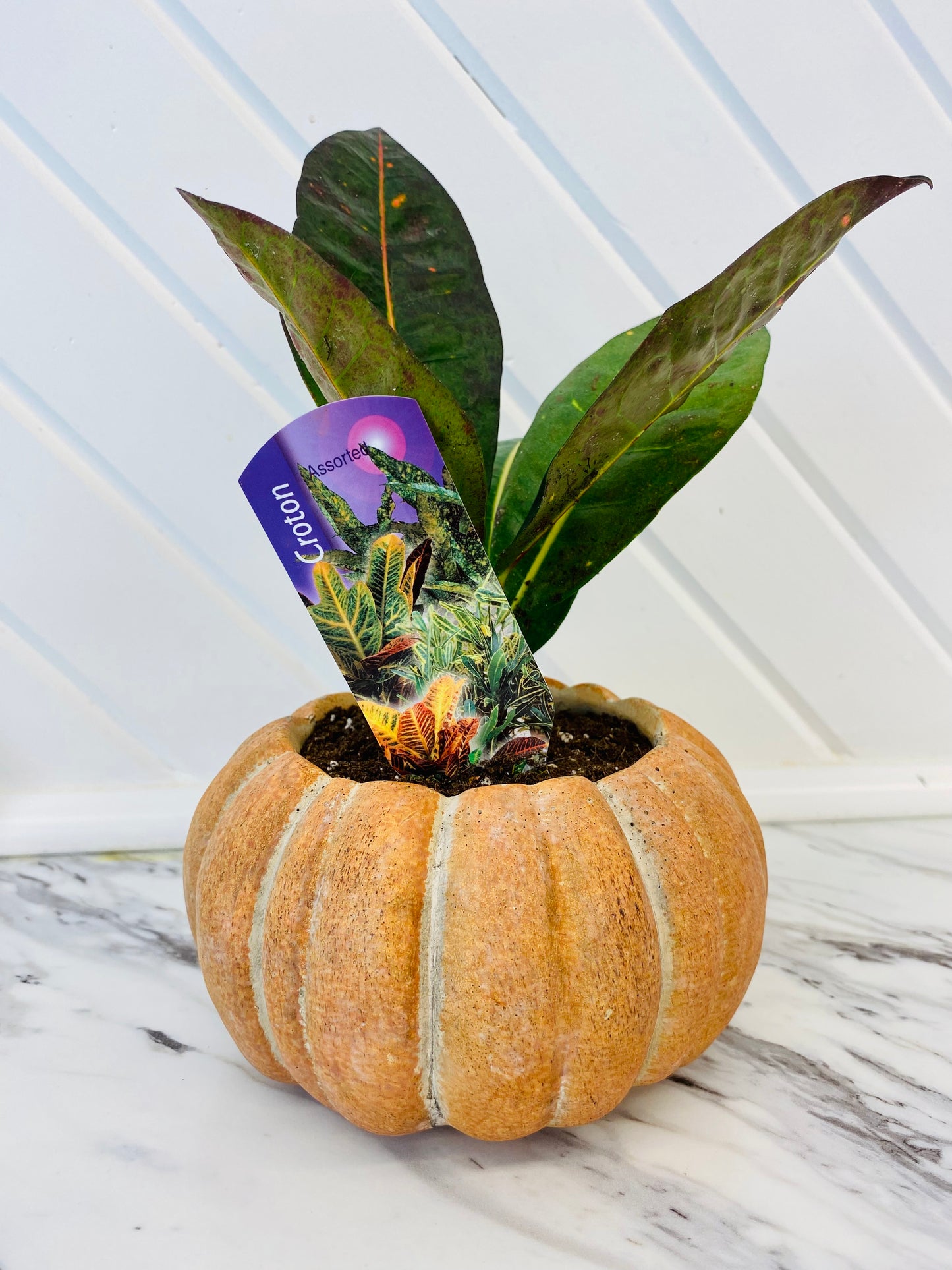 Pumpkin Planter with Croton